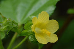 Malachra capitata